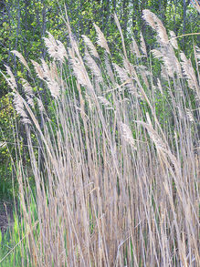 Phragmites / Common Reed plant